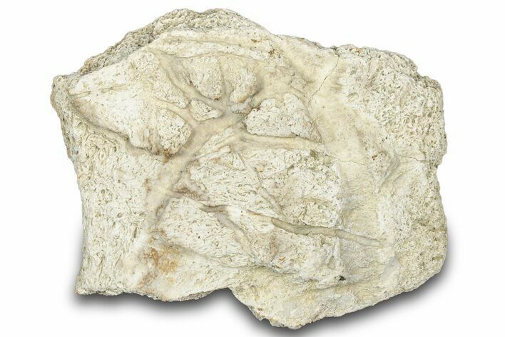 Dinosaur (Triceratops) Frill Shield Section - Montana #307018